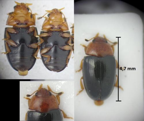 Triplax rufipes
